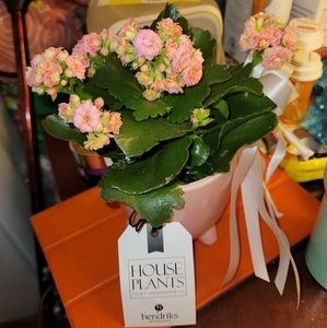 Meet your Posher, Yolanda